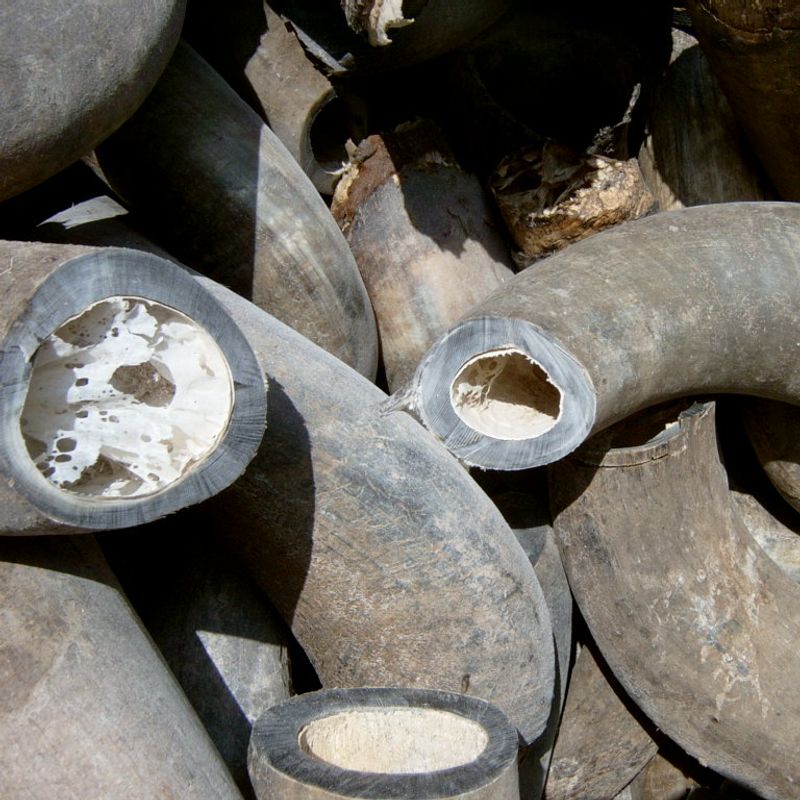 Natural Buffalo Horn Pipes