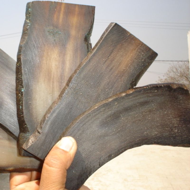 Natural Buffalo Curved Horn Plates