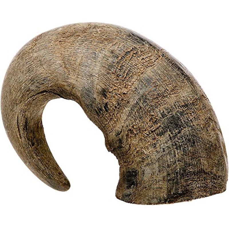 Natural Buffalo Drinking Horn Unpolished