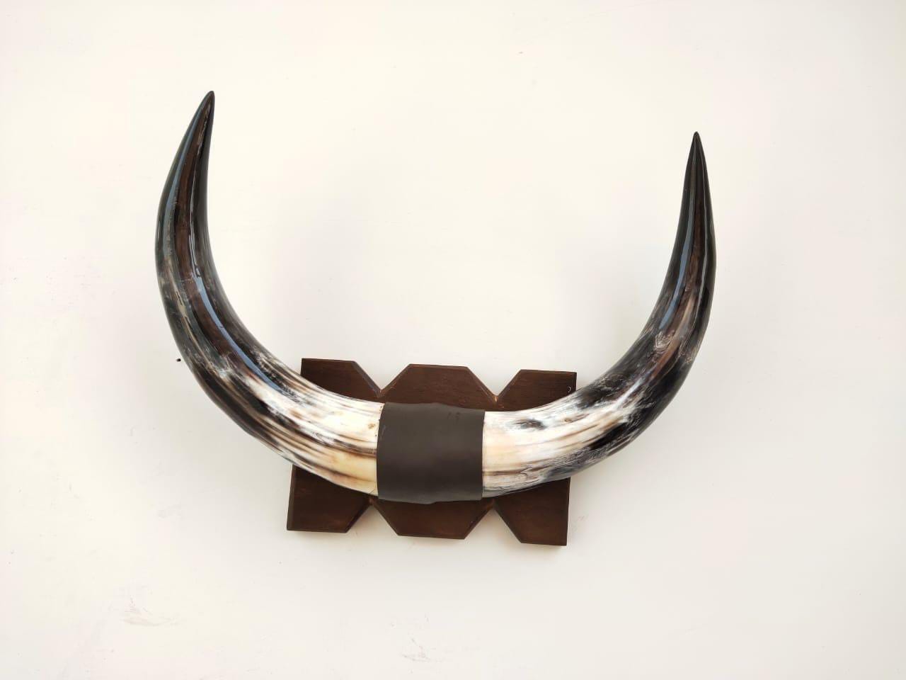 Premium Natural Buffalo Drinking Horns – Polished & Unpolished
