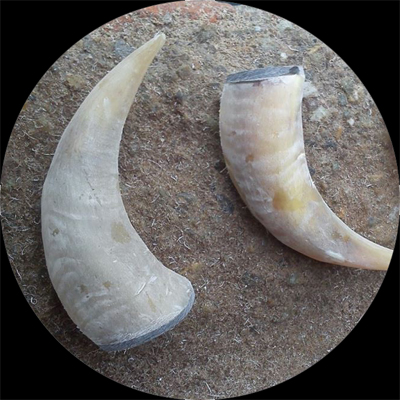Buffalo Drinking Horn Unpolished 35