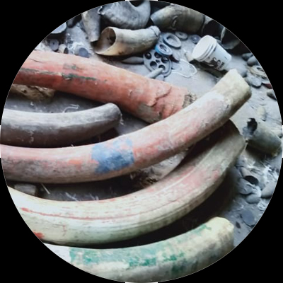  Natural Buffalo Horn Pipes 42