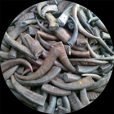 Natural Buffalo Horn Tips 85