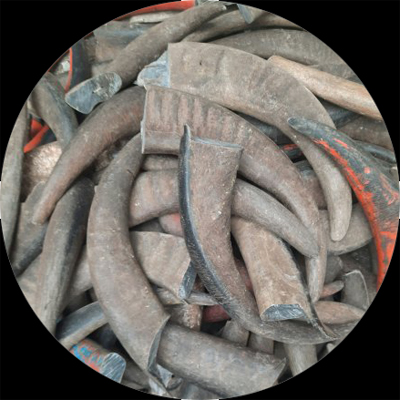  Natural Buffalo Horn Tips 90