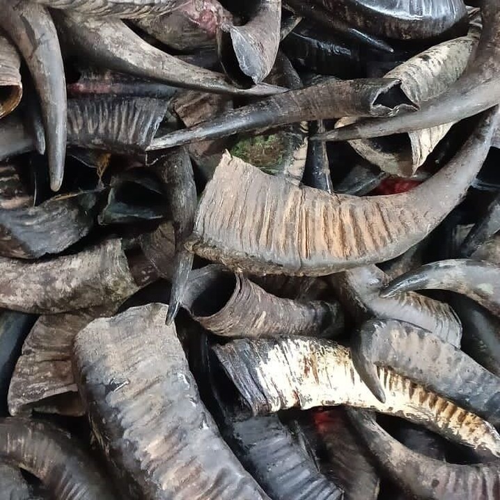 Assemese Buffalo Horns