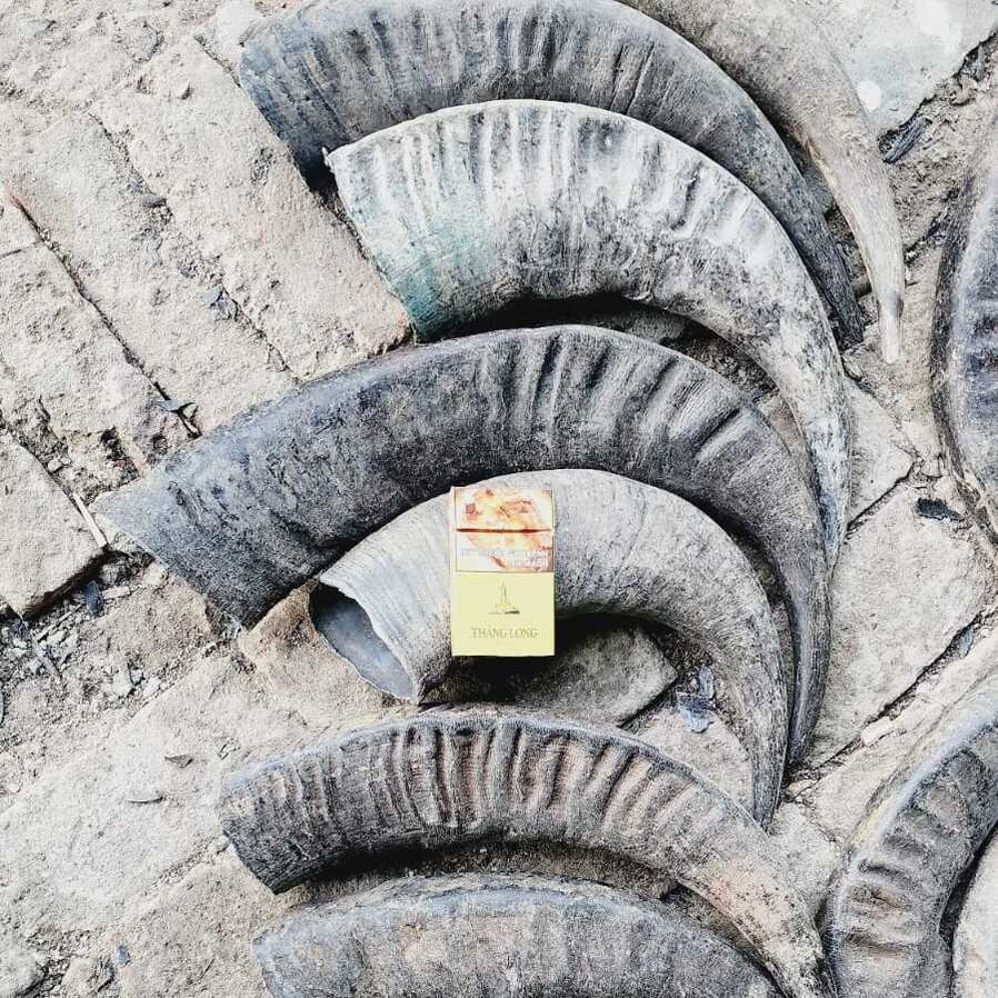  Assemese Buffalo Horns 10 
