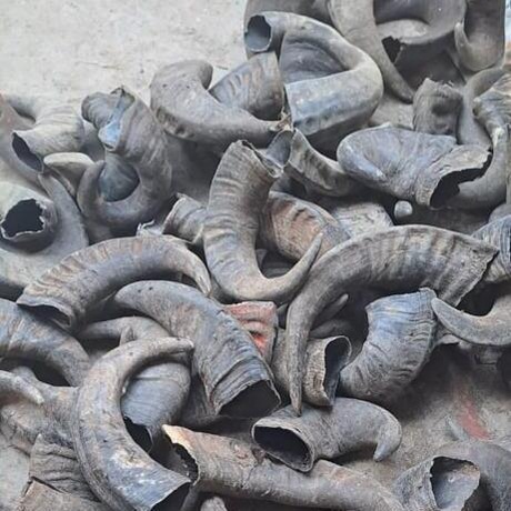 Assemese Buffalo Horns 15