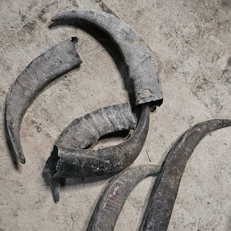  Assemese Buffalo Horns 35