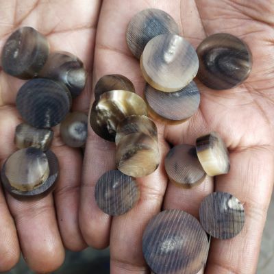 Natural Buffalo Horn Button Blanks 12