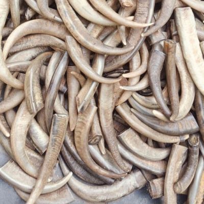 Buffalo Horn Tips 185
